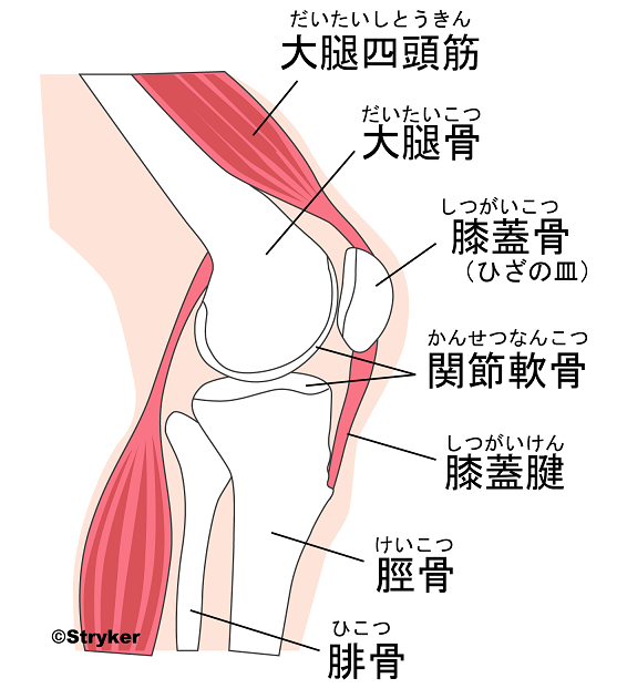 膝関節c