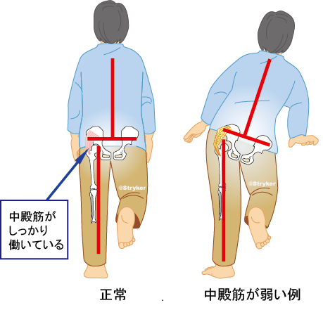 中殿筋の働き_文字有c