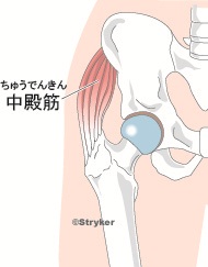 股関節の解剖中殿筋