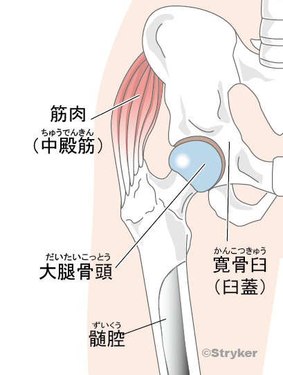 股関節解剖（髄腔）