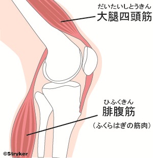 膝関節_筋肉c