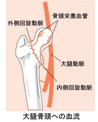 骨頭の血流c